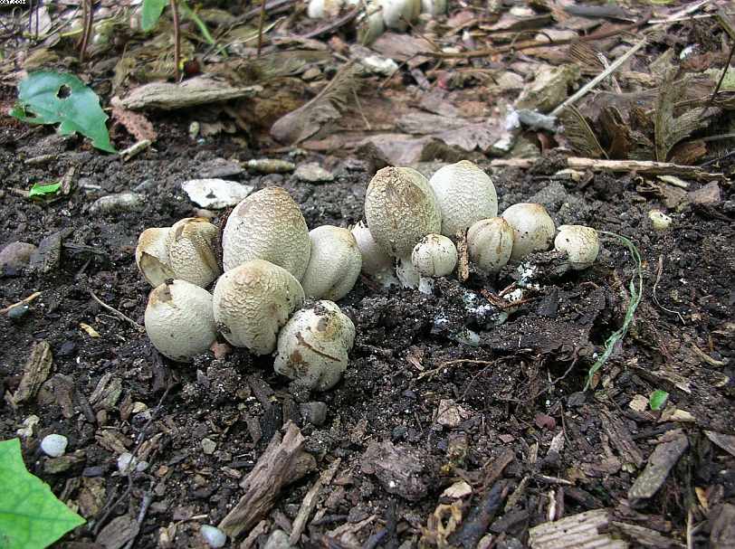 Coprinopsis strossmayeri (Schulzer) Redhead et al.
